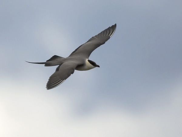 Tunturikihu, Long-tailed Jaeger, Stercorarius longicaudus